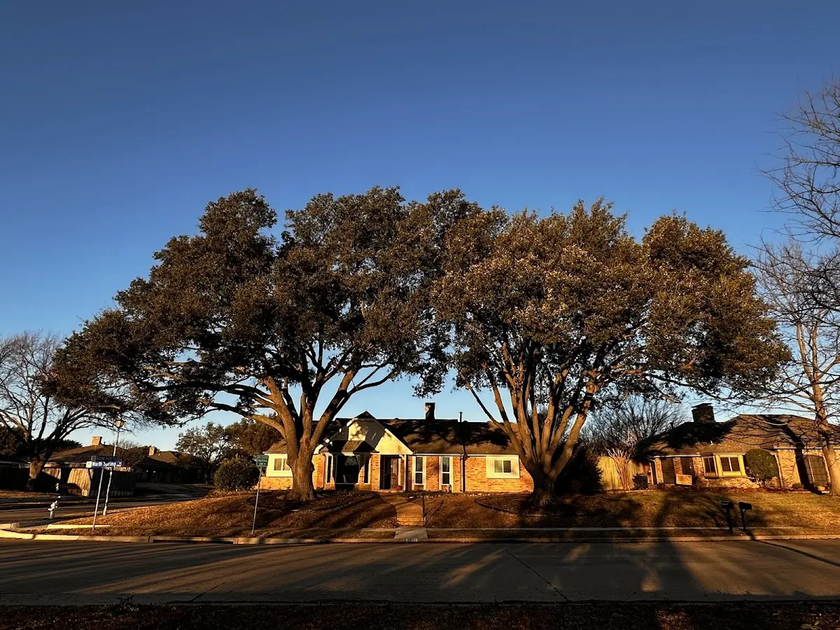 Established residential canopy tree shading a home in Huntsville